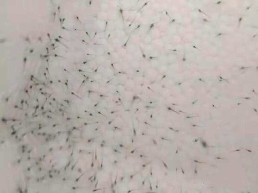 湖南正屹生物科技有限公司,湖南水污染治理公司,生態修復,土壤污染治理 湖南正屹生物科技有限公司,湖南水污染治理公司,生態修復,土壤污染治理