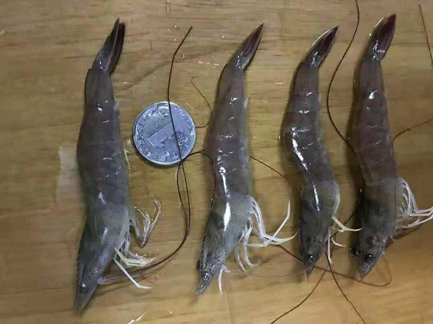 湖南正屹生物科技有限公司,湖南水污染治理公司,生態修復,土壤污染治理 湖南正屹生物科技有限公司,湖南水污染治理公司,生態修復,土壤污染治理